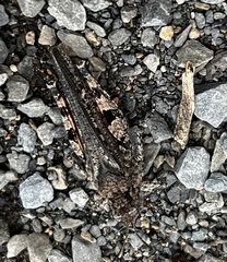 Pycnostictus seriatus