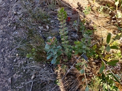 Arctostaphylos sensitiva
