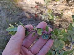 Arctostaphylos sensitiva
