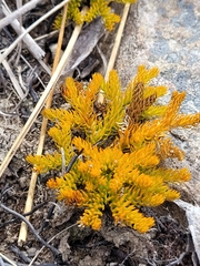 Austrolycopodium fastigiatum