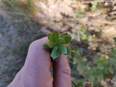 Arctostaphylos sensitiva