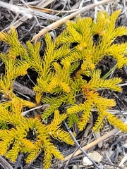 Austrolycopodium fastigiatum
