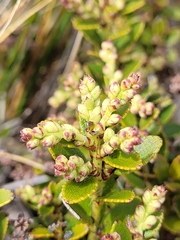 Gaultheria crassa