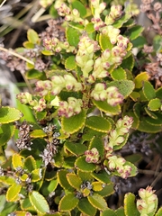 Gaultheria crassa