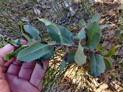 Arctostaphylos andersonii