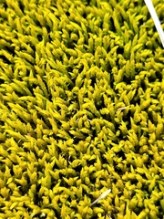 Triquetrella papillata