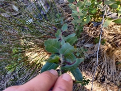 Arctostaphylos andersonii