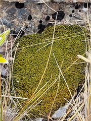 Triquetrella papillata