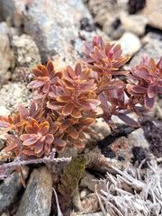 Acrothamnus colensoi