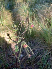 Sigesbeckia jorullensis