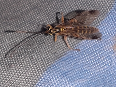 Echthromorpha agrestoria