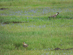 Vanellus malabaricus