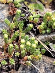 Kelleria dieffenbachii
