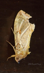 Eudocima materna
