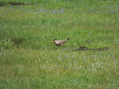 Vanellus malabaricus