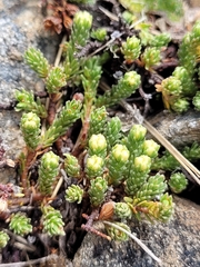 Kelleria dieffenbachii