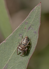 Opisthoncus quadratarius