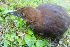 Rallina eurizonoides