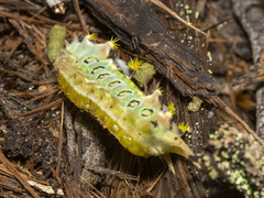 Doratifera oxleyi