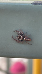 Opisthoncus polyphemus