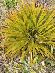 Aciphylla