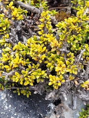Coprosma fowerakeri