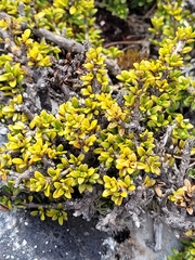 Coprosma fowerakeri