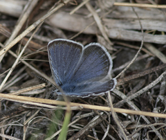 Glaucopsyche lygdamus