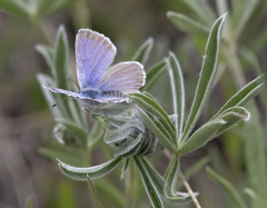 Glaucopsyche lygdamus