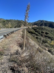 Hesperoyucca whipplei