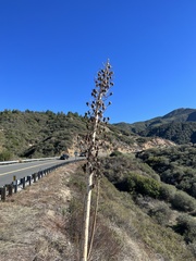 Hesperoyucca whipplei