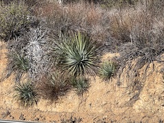Hesperoyucca whipplei