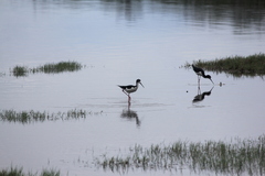 Himantopus mexicanus knudseni