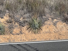 Hesperoyucca whipplei