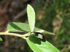 Psychonotis caelius