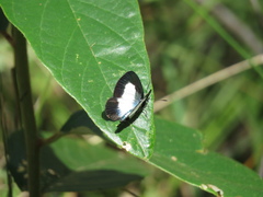 Psychonotis caelius
