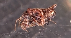 Cyclosa insulana