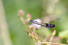 Heliocypha perforata