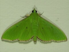 Parotis punctiferalis