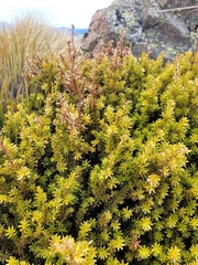Podocarpus nivalis