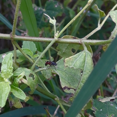 Therevidae