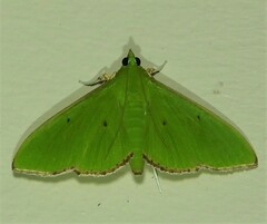 Parotis punctiferalis