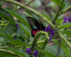 Parides neophilus