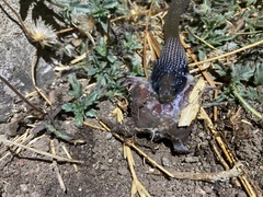 Crotaphopeltis hotamboeia