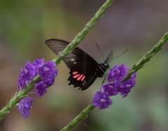 Parides neophilus