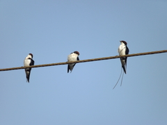 Hirundo smithii