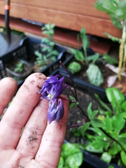 Aquilegia vulgaris