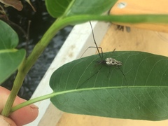Tetragnatha elongata