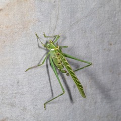 Insara elegans