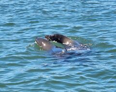 Arctocephalus pusillus pusillus